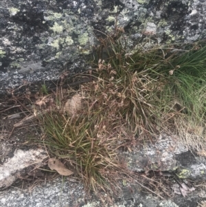 Luzula novae-cambriae at Cotter River, ACT - 6 Dec 2022