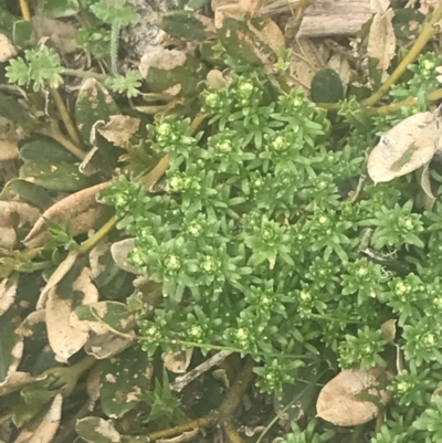 Asperula pusilla (Alpine Woodruff) at Bimberi, NSW - 6 Dec 2022 by Tapirlord