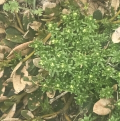 Asperula pusilla at Bimberi, NSW - 6 Dec 2022