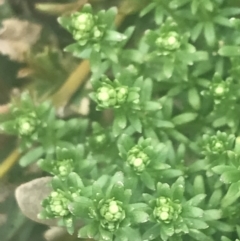 Asperula pusilla at Bimberi, NSW - 6 Dec 2022