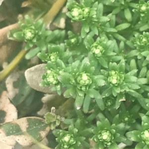 Asperula pusilla at Bimberi, NSW - 6 Dec 2022