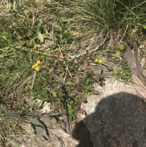 Senecio pinnatifolius var. alpinus at Cotter River, ACT - 6 Dec 2022 11:40 AM