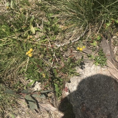 Senecio pinnatifolius var. alpinus at Namadgi National Park - 6 Dec 2022 by Tapirlord