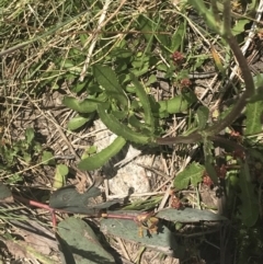 Senecio pinnatifolius var. alpinus at Cotter River, ACT - 6 Dec 2022 11:40 AM