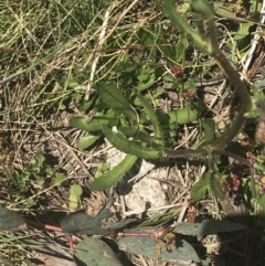 Senecio pinnatifolius var. alpinus at Cotter River, ACT - 6 Dec 2022 11:40 AM