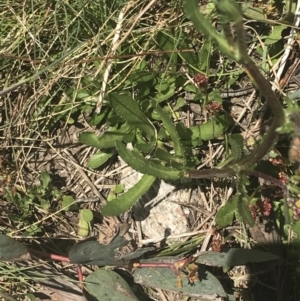 Senecio pinnatifolius var. alpinus at Cotter River, ACT - 6 Dec 2022 11:40 AM