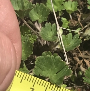 Geranium potentilloides var. abditum at Cotter River, ACT - 6 Dec 2022 11:37 AM