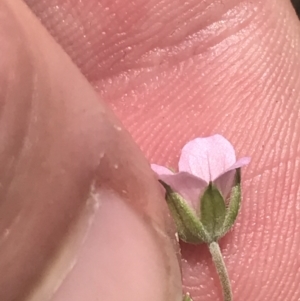 Geranium potentilloides var. abditum at Cotter River, ACT - 6 Dec 2022