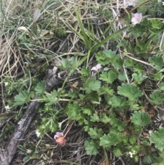 Geranium potentilloides var. abditum at Cotter River, ACT - 6 Dec 2022 11:37 AM