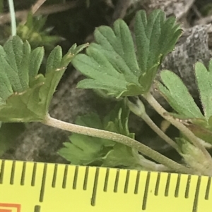 Geranium potentilloides var. abditum at Cotter River, ACT - 6 Dec 2022