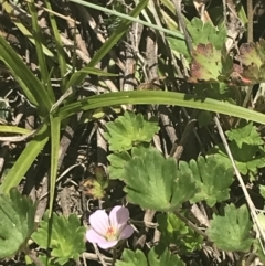 Geranium potentilloides var. abditum at Cotter River, ACT - 6 Dec 2022