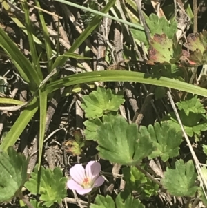 Geranium potentilloides var. abditum at Cotter River, ACT - 6 Dec 2022