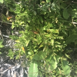 Rhytidosporum alpinum at Cotter River, ACT - 6 Dec 2022 11:22 AM