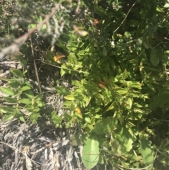 Rhytidosporum alpinum at Cotter River, ACT - 6 Dec 2022