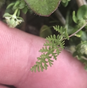 Oreomyrrhis ciliata at Cotter River, ACT - 6 Dec 2022