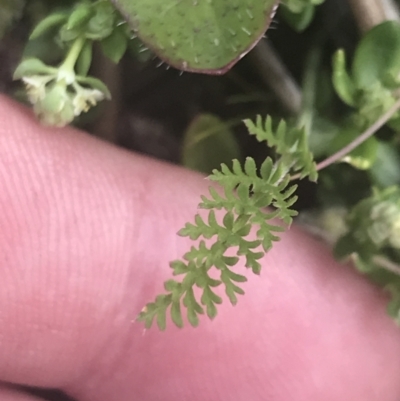 Oreomyrrhis ciliata (Bog Carraway) at Cotter River, ACT - 6 Dec 2022 by Tapirlord