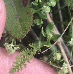 Oreomyrrhis ciliata at Cotter River, ACT - 6 Dec 2022 11:21 AM