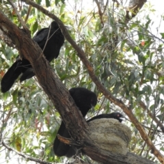 Corcorax melanorhamphos (White-winged Chough) at Wingecarribee Local Government Area - 16 Dec 2022 by GlossyGal