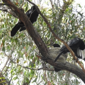 Corcorax melanorhamphos at High Range, NSW - 16 Dec 2022 08:36 AM