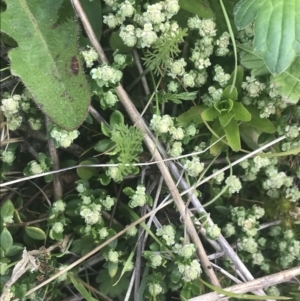 Poranthera oreophila at Cotter River, ACT - 6 Dec 2022