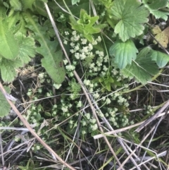 Poranthera oreophila at Cotter River, ACT - 6 Dec 2022