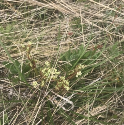 Aciphylla simplicifolia (Mountain Aciphyll) at Namadgi National Park - 6 Dec 2022 by Tapirlord