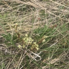 Aciphylla simplicifolia (Mountain Aciphyll) at Cotter River, ACT - 6 Dec 2022 by Tapirlord