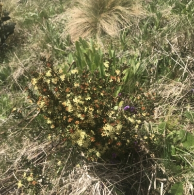 Phebalium squamulosum subsp. ozothamnoides (Alpine Phebalium, Scaly Phebalium) at Namadgi National Park - 6 Dec 2022 by Tapirlord