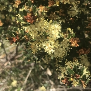 Phebalium squamulosum subsp. ozothamnoides at Cotter River, ACT - 6 Dec 2022