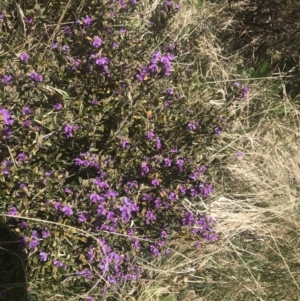 Hovea montana at Cotter River, ACT - 6 Dec 2022