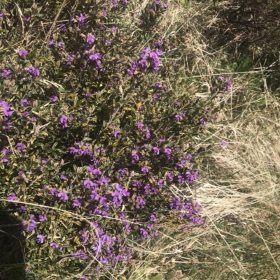 Hovea montana (Alpine Hovea) at Namadgi National Park - 6 Dec 2022 by Tapirlord