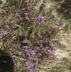 Hovea montana at Cotter River, ACT - 6 Dec 2022