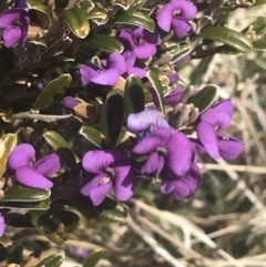 Hovea montana at Cotter River, ACT - 6 Dec 2022