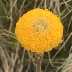 Craspedia aurantia var. aurantia (Orange Billy Buttons) at Namadgi National Park - 6 Dec 2022 by Tapirlord