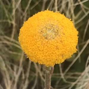 Craspedia aurantia var. aurantia at Cotter River, ACT - 6 Dec 2022