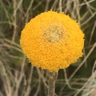 Craspedia aurantia var. aurantia (Orange Billy Buttons) at Namadgi National Park - 6 Dec 2022 by Tapirlord