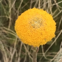 Craspedia aurantia var. aurantia at Cotter River, ACT - suppressed