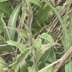 Craspedia aurantia var. aurantia at Cotter River, ACT - suppressed