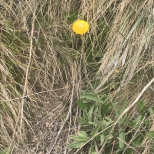 Craspedia aurantia var. aurantia at Cotter River, ACT - suppressed