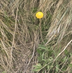 Craspedia aurantia var. aurantia at Cotter River, ACT - suppressed