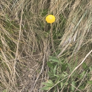 Craspedia aurantia var. aurantia at Cotter River, ACT - suppressed