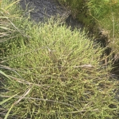 Isolepis crassiuscula (Alpine Club-rush) at Namadgi National Park - 5 Dec 2022 by Tapirlord