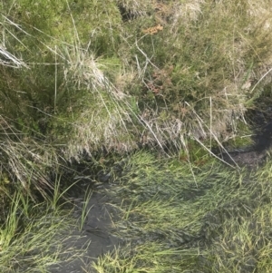 Isolepis crassiuscula at Cotter River, ACT - 6 Dec 2022