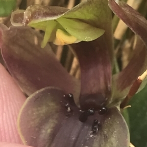 Chiloglottis valida at Cotter River, ACT - 6 Dec 2022