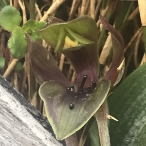 Chiloglottis valida at Cotter River, ACT - 6 Dec 2022