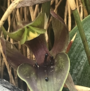 Chiloglottis valida at Cotter River, ACT - 6 Dec 2022