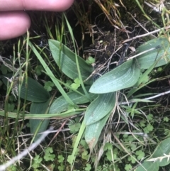 Chiloglottis valida at Cotter River, ACT - 6 Dec 2022