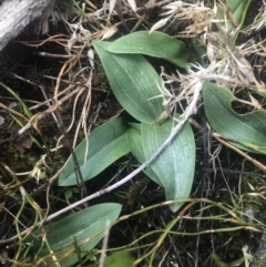 Chiloglottis valida at Cotter River, ACT - 6 Dec 2022