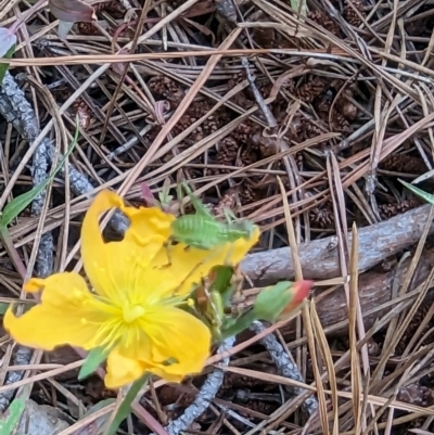 Caedicia simplex (Common Garden Katydid) at Isaacs Ridge and Nearby - 27 Dec 2022 by stofbrew