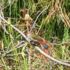 Neochmia temporalis (Red-browed Finch) at Isaacs Ridge and Nearby - 27 Dec 2022 by stofbrew